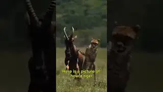Tigers are apex predators who are very skilled at hunting #tiger #hunting #youtubeshorts #shortvideo