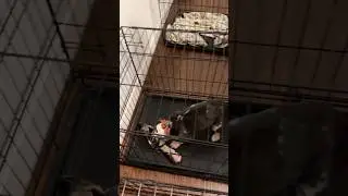 Benefits of whole prey for dogs