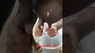 milking| natural power💪#shorts #trending #farming #cow #buffalo#goat#animals