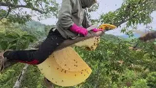 Wild Honey Hunting  Climbing Giant Jungle Trees with a Handmade Ladder 8D1  nM4HLo part2