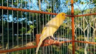 🐦 Yellow Canary Teaches Other Birds to Sing &ndash; The Cutest Singing Class Ever! 🎶