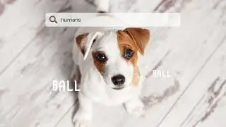 Malibu Django for the Love of your Dog