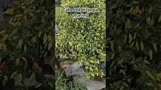 Ini hasil cabe roket tanpa pruning