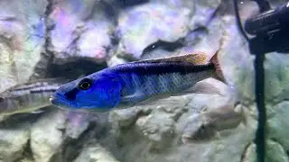Champsochromis spilorhynchus added to the big predator hap tank