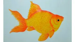 Realistic goldfish drawing with colour pencil /fish drawing image step by step for beginners.