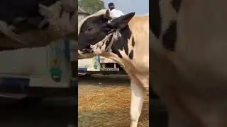big cow unloading from truck