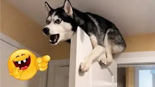 Comedian Dog Compilation - Guaranteed to Make You Laugh! #12