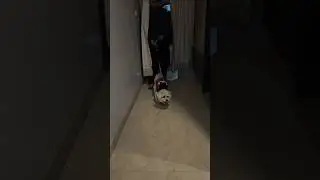 Dog vs Cat #dogshorts #doglove #dogvideos #catvideos #viralshorts #fighting #trending #catlove #cat