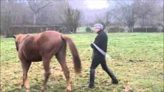 Patrice Franchet d'Espèrey - travail en longe de Saruman 15-12-2014
