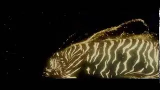 Intro Video 3d Tiger | FATEH INFOTECH |