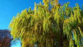 Real Tokyo Life: Wide Open Nature Walk | Shinozaki Park Part 1