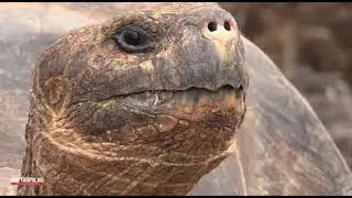 Neotropical Nature & Birding Trips