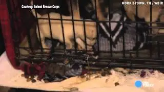 75 animals rescued from cramped, dirty shelter