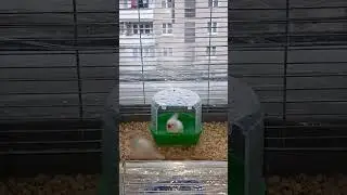 Самец є самець🕊️довго не думає😆 #birds #live #zebrafinch #купання