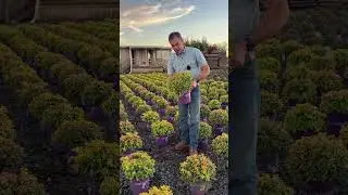 Наш главный приз &mdash; фирменное обещание на кустарник Goldmound Spirea #2