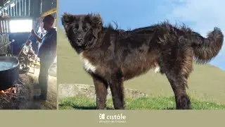 La vie des bergers roumains et leurs chiens de protection (Corb, Kangal)⎥Roumanie