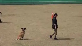 IRO TEST Search and Rescue Dog Obedience and Dexterity Lv.B DK Shin 04.04.17  한국인명구조견협회 인명구조견 인증시험
