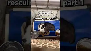 спасение собаки часть 1 #спасениесобаки