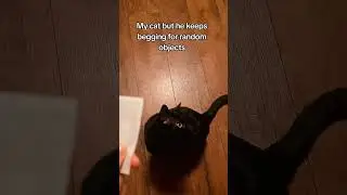 @zagreusisgreen: If its in my hand, he needs it. #cat  #catlover #kitty