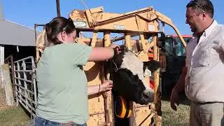 Benefits of virtual fence grazing