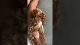 #MisoHappy🎀 #toypoodle brushing her own teeth ❤️ #redtoypoodle