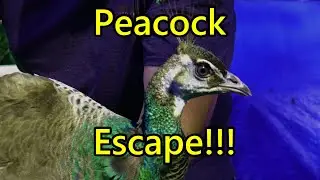 My Peacock ESCAPED!!!!!