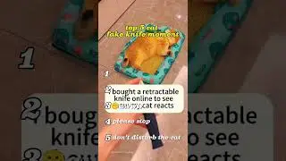 fake knife prank on cat #top5 #funny #tophits #onthisday #funnyvideo #cat #cute