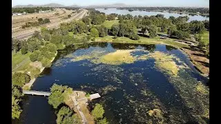 Drone view of growth in Columbia Park Fishing Pond