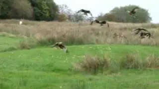 Gigrin Farm's Red Kite Feeding Station