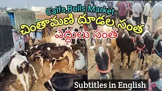 Chintamani Calfs,Bulls Market | Hf, Jersey దూడలు ఎద్దుల సంత 10-3-2024 | Farmer Stuff