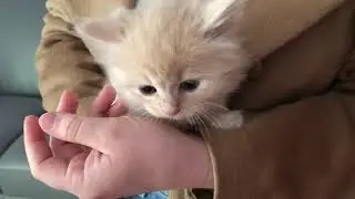 Ragamuffin Cats For Sale in Peoria, IL