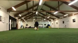 Zowie valptr&auml;ning 21-11-15