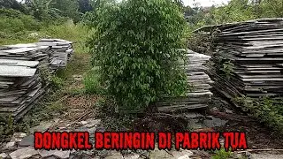 DONGKEL BAHAN BONSAI BERINGIN DI PABRIK TUA
