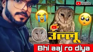 Injured Owl 😢 | गांव में घायल उल्लू मिला | Viral Wildlife Video