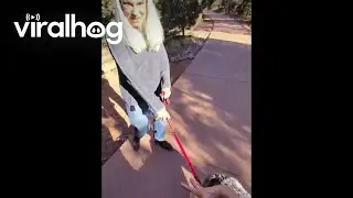Эму на поводке отправляется в поход || ViralHog