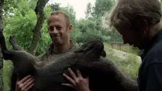 Wist je dat everzwijnen ook pyjama's genoemd worden? | Wild van Dieren | VTM