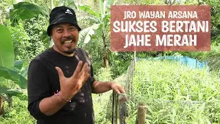 BERTANAM JAHE MERAH SECARA VERTIKAL, PENGHASILAN RATUSAN JUTA PER TAHUN.