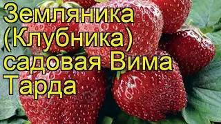 Земляника садовая Вима Тарда. Краткий обзор, описание характеристик, где купить саженцы