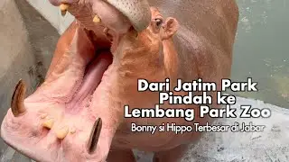 Hippo Dari Jatim Park 2 pindah ke Lembang Park & Zoo [4K HDR]