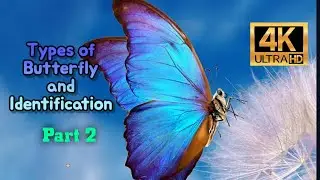 Types of Butterfly and Identification Part 2 4K