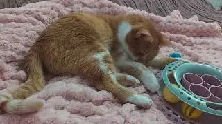 our very smart cat Russy ❤️🍀🙏