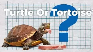 Turtles Tortoises Quiz, Do You Know The Differences? Trivia, Challenge