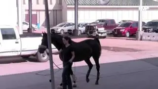 Early week preview of the 2015 Morgan National Horse Show