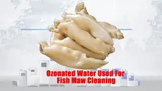 Ozonated Water Used For Fish Maw Cleaning