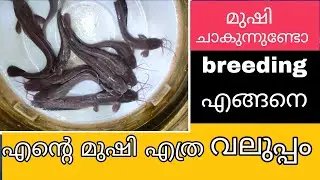 മുഷി വളർത്തൽ | cat fish farming | breeding | food | catfish