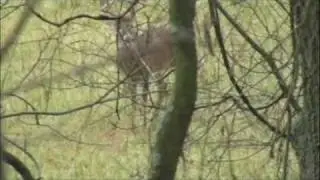 Treewalker-Amanda's Buck: Part II