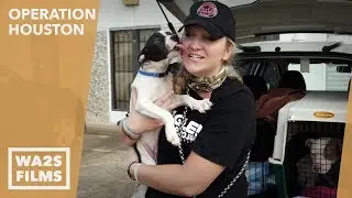 Houston K-911 Dog Rescue & Beagle Freedom Project Save Puppy & Mama - Hope For Dogs Likes My DoDo