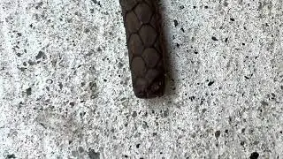 The prevalence of injuries in urban-adapted snake populations