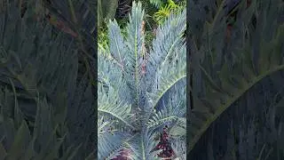 Encephalartos trispinosus #cycad #botany #rareplants #horridus #broodboom #cycads #nature #landscape