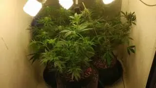 Legal Medicinal Medical Cannabis Marijuana Grow